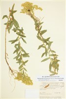 藏品(高大一枝黃花)的圖片